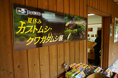 第13回 2024年8月14日~8月18日開催「夏休みカブトムシ・クワガタムシ展」