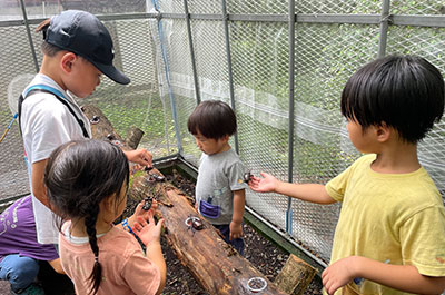 第13回 2024年8月14日~8月18日開催「夏休みカブトムシ・クワガタムシ展」